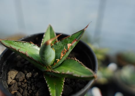 アガベ　オテロイ　agave oteroi　No.1