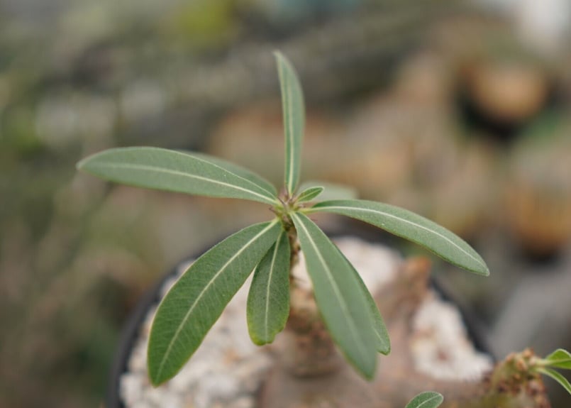 パキポディウム マカイエンセ 扁平 No.2 パキポディウム マカイエンセ