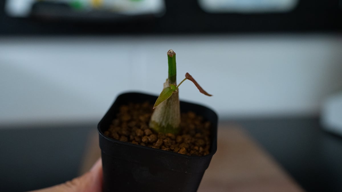 沖縄実生！超緑！最高！ボンバックス！ プセウド ボンバックス 沖縄実生 | mana's farm:塊根植物