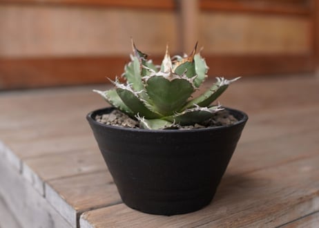 Agave titanota FO-76 A NO.1