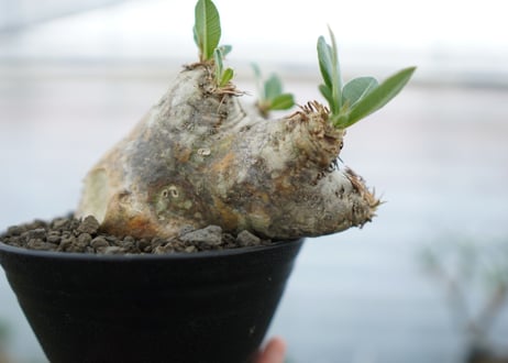 パキポディウム　エブレネウム　Pachypodium eburneum　No.2
