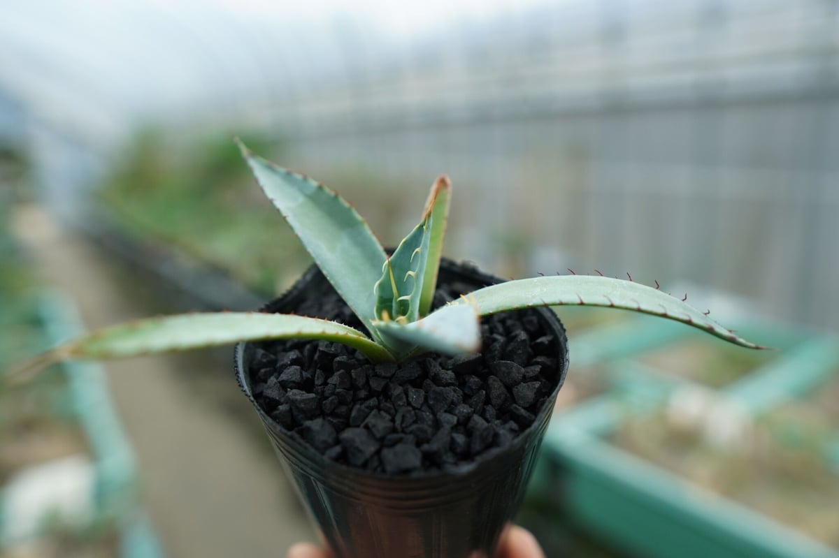 国外直営店 agave アガベ 屈原の舞扇錦 縞斑 - 観葉植物