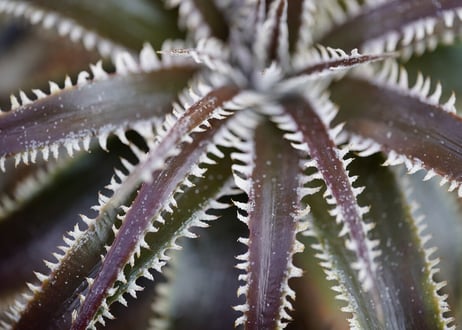 Dyckia Marathon