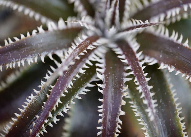 その他多肉植物 Dyckia FXX Dyckia Maroon star X HH | mana's farm:塊根植物・アガベ・