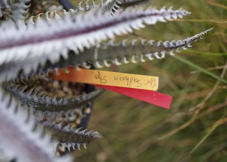 Dyckia Southernstar
