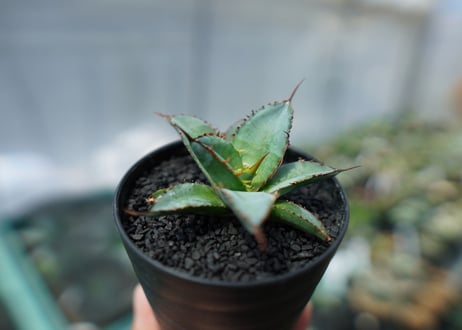 アガベ　チタノタ　 ブラックアンドブルー 　Agave titanota black and blue　No.2
