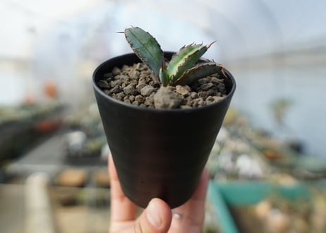 アガベ　チタノタ　 ブラックアンドブルー 　Agave titanota black and blue No.3