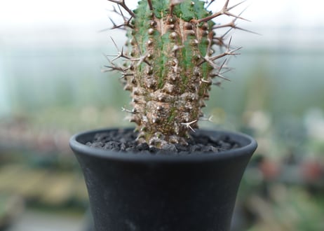 ユーフォルビア　群星冠　Euphorbia stellispina