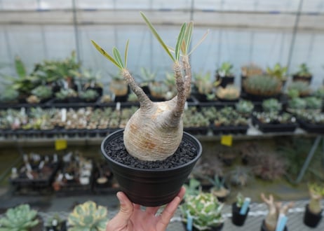 パキポディウム　グラキリス　 Pachypodium Gracilius  No.4