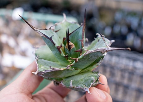 Agave titanota hades No.2