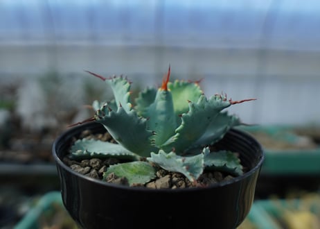 アガベ　ポタトラム　”スポーン”　agave potatorum "spawn" A7