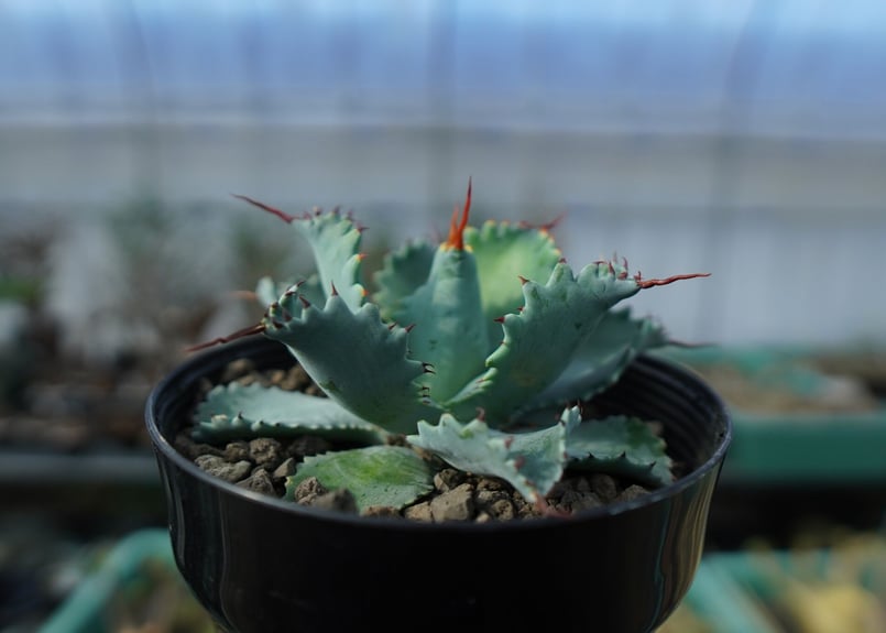 アガベ ポタトラム ”スポーン” agave potatorum 