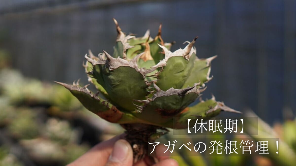 寒い時期のアガベの発根管理！ | mana's farm:塊根植物・アガベ