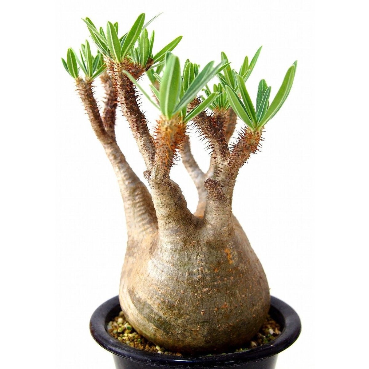 パキポディウム グラキリス Pachypodium Gracilius №4 | mana'