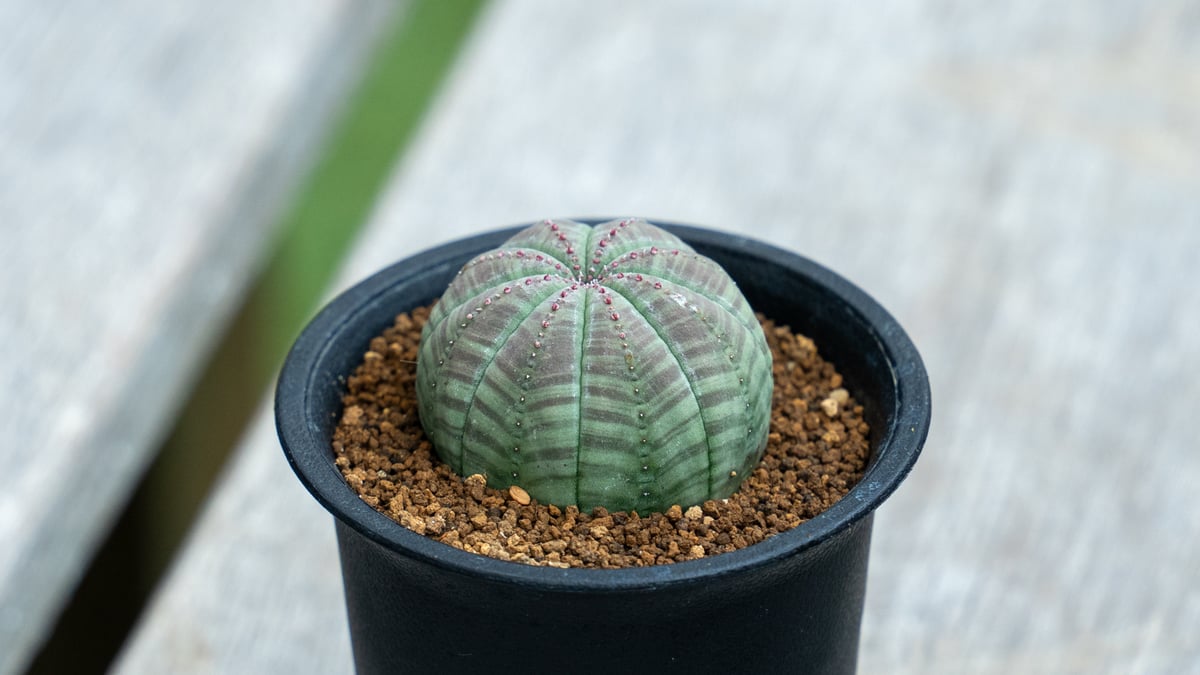 蛇籠　ガビオン　アガベ　ユーフォルビア　盆栽 fit=scale-down,w=1200