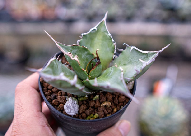 アガベ チタノタ 台湾実生 | mana's farm:塊根植物・アガベ・ドライ