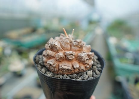 【長谷川園芸産】亀甲竜　Dioscorea elephantipes　No.3