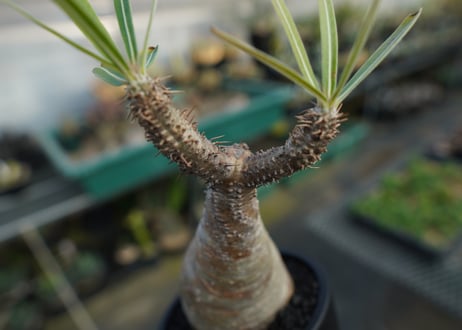 パキポディウム　グラキリス　 Pachypodium Gracilius  No.10