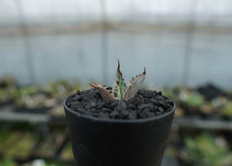 アガベ　チタノタ　ライオンズメーン　Agave titanota Lion's Mane  No.1