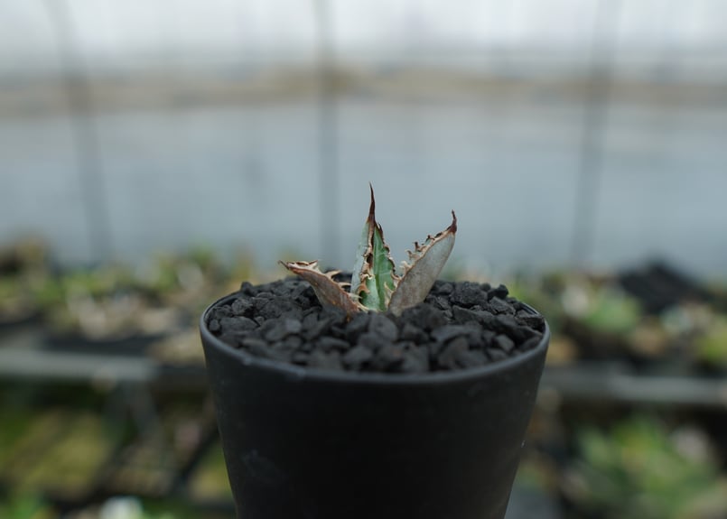 アガベ チタノタ ライオンズメーン Agave titanota Lion's Mane N