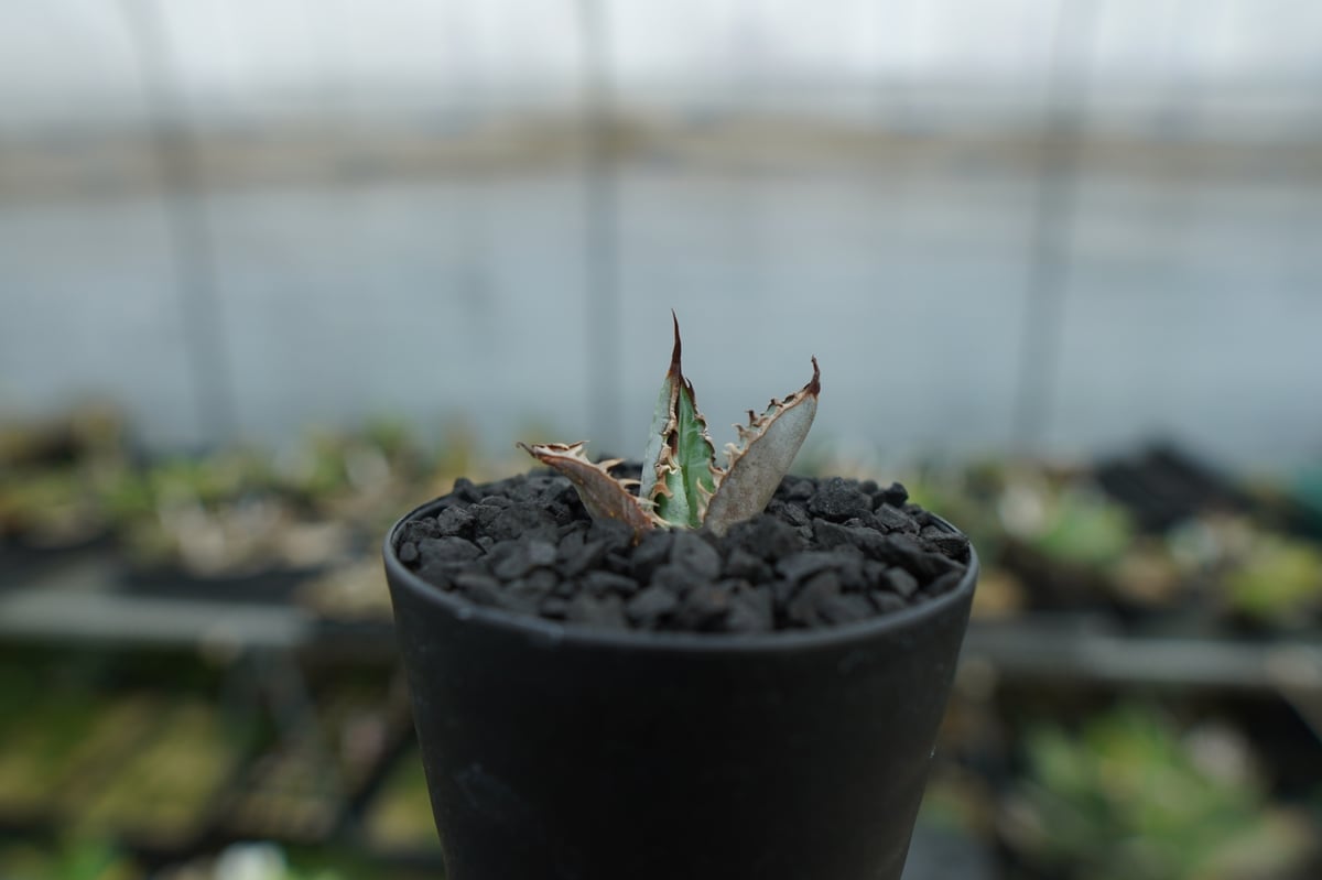 アガベ チタノタ ライオンズメーン Agave titanota Lion's Mane N