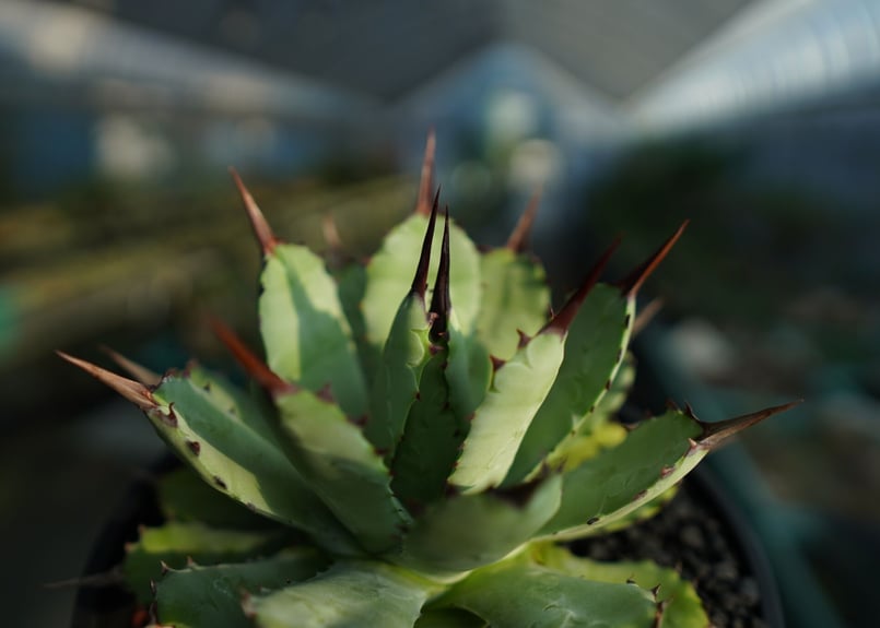 アガベ マクロアカンサ×ポタトラム Agave macroacantha×potatorum アガベ マクロアカンサ×ポタトラム Agave macroacantha×potatorum