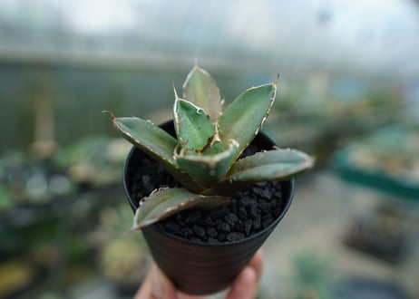 アガベ　チタノタ　鬼爪雪峰  Agave titanota “Onitsume Yukimine”　No.4