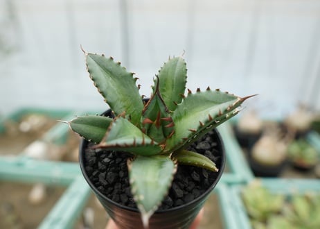アガベ　チタノタ　FO-76　agave titanota  FO-76