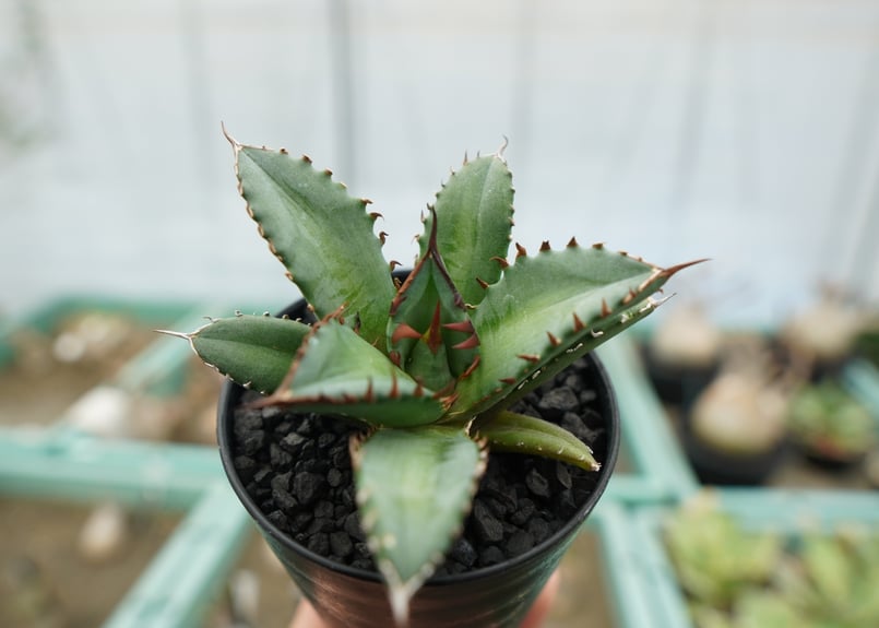 アガベ チタノタ FO-76 agave titanota FO-76 | mana's f