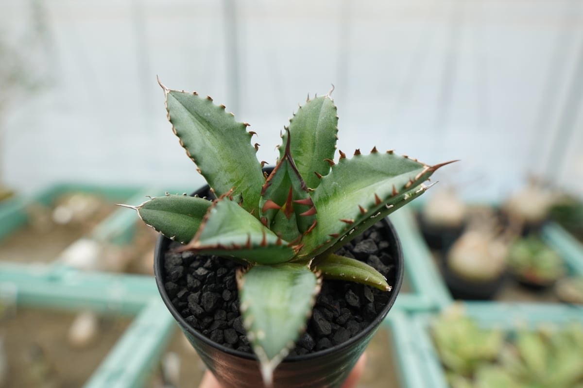 アガベ チタノタ FO-76 agave titanota FO-76 | mana's f