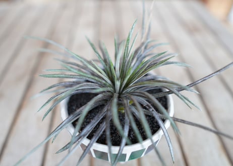 ディッキア コリスタミネア Dyckia choristaminea