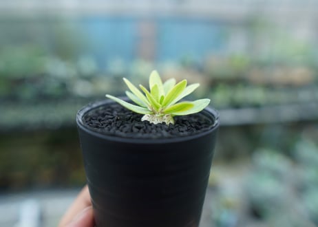 パキポディウム　恵比寿笑い　Pachypodium brevicaule　No.5