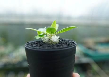 パキポディウム　恵比寿笑い　Pachypodium brevicaule　No.3