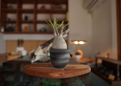 パキポディウム　グラキリス　 Pachypodium Gracilius