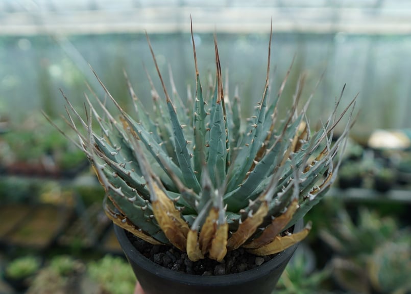 アガベ ユタエンシス Agave uthaensis No.5 | mana's farm:塊