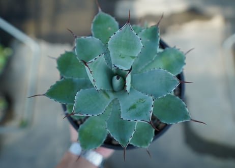 アガベ　吉祥冠　Agave potatorum No.2