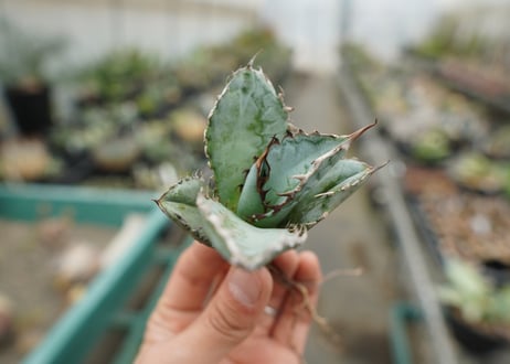 【抜き苗】アガベ　チタノタ　ライオンズメーン　Agave titanota Lion's Mane