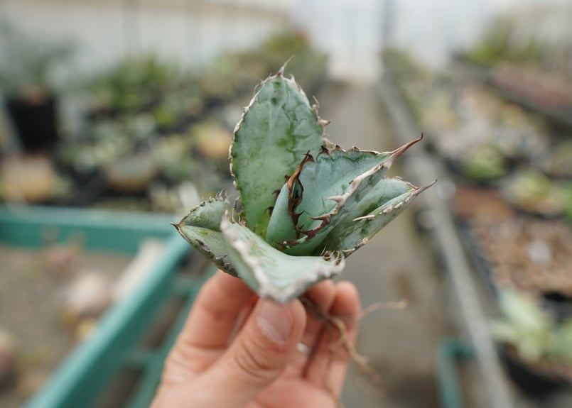 抜き苗】アガベ チタノタ ライオンズメーン Agave titanota Lion's Ma