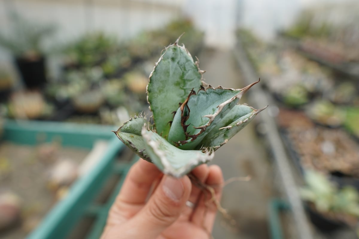 抜き苗】アガベ チタノタ ライオンズメーン Agave titanota Lion's Ma