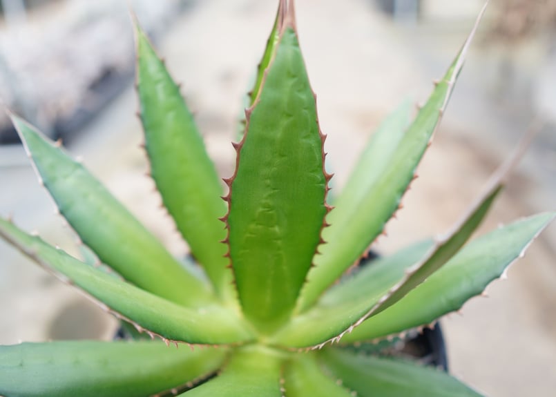 アガベ ホリダ ライムグリーン 実生選抜 有望株】ホリダ ライム