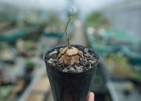 亀甲竜　Dioscorea elephantipes　No.8