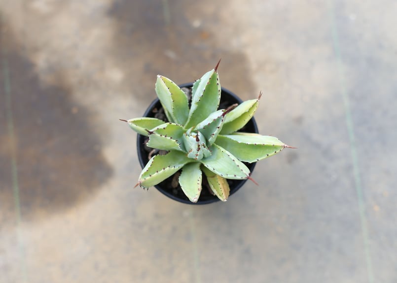 アガベ キュービック | mana's farm:塊根植物・アガベ・ドライガーデン