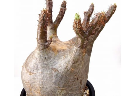 予約済み パキポディウム  グラキリス Pachypodium Gracilius　№6