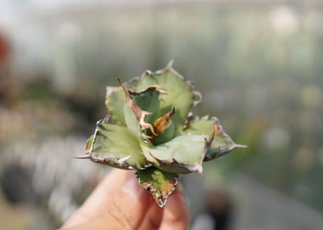 Agave titanota FO-76  E NO.5 (G)