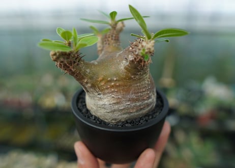 パキポディウム マカイエンセ　Pachypodium makayense　No.1