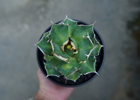 アガベ　チタノタ　鬼爪雪峰  Agave titanota “Onitsume Yukimine No.1