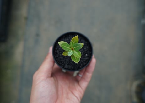 アデニウム　Adenium  No.3