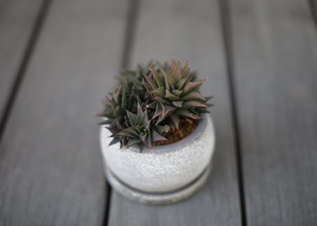 ハオルチア 五重の塔 Haworthia tortuosa