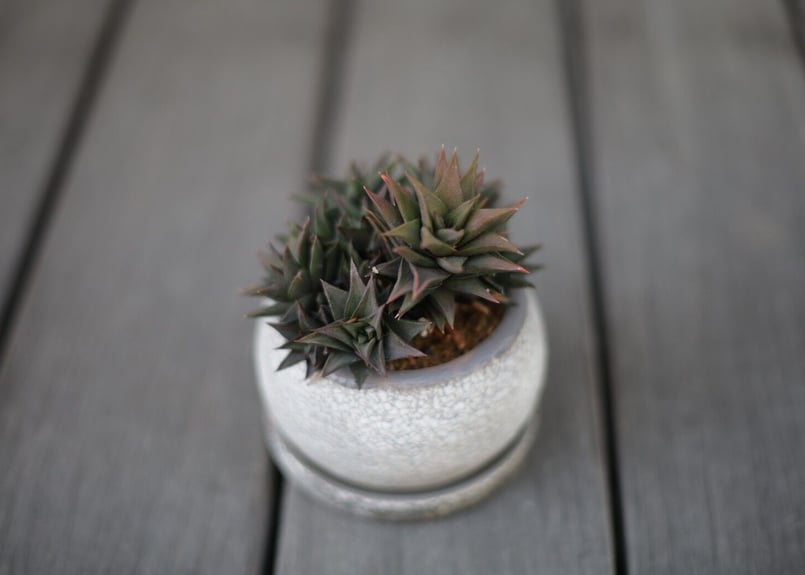 ハオルチア 五重の塔 Haworthia tortuosa | mana's farm:塊根植