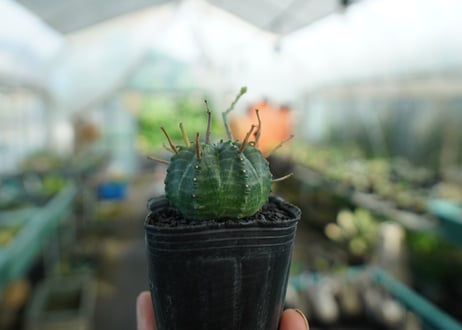 ユーフォルビア　スーパーバリダ　Euphorbia super valida  No.4